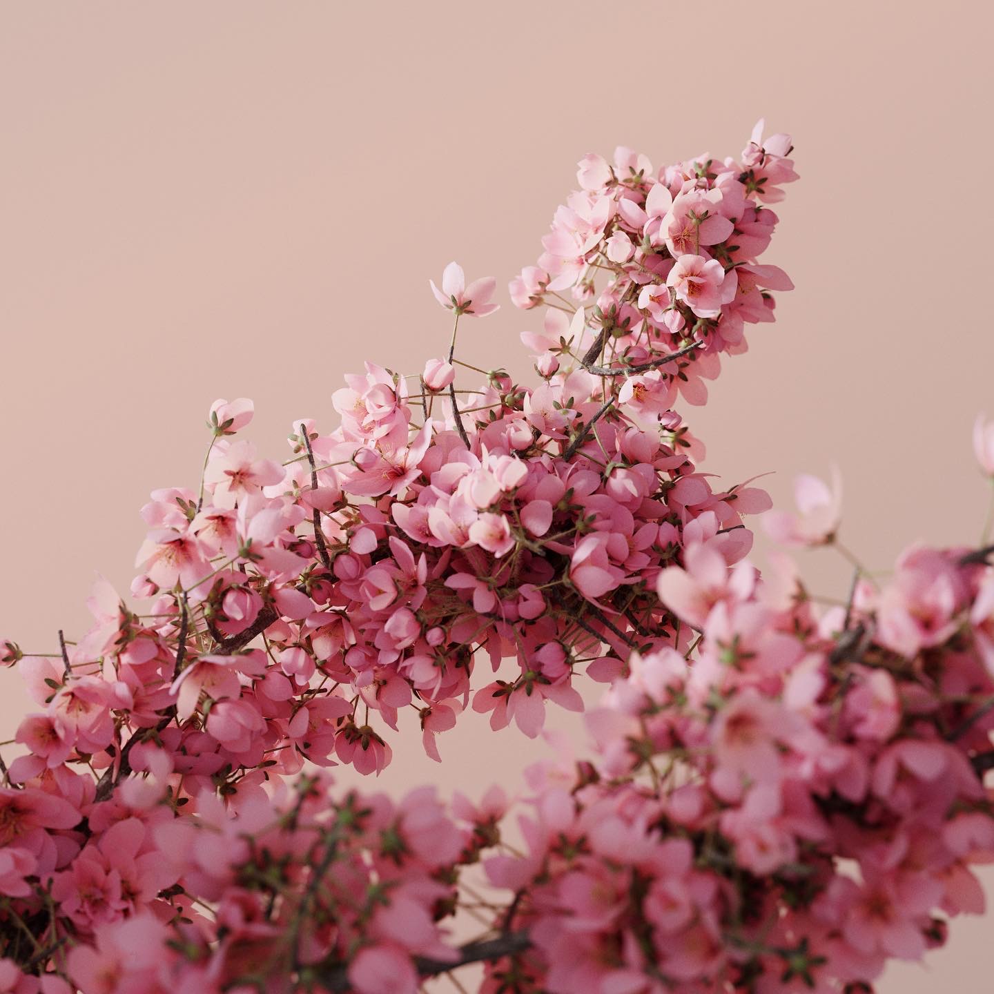 485013053_9321305247990219_77574866423800789_n